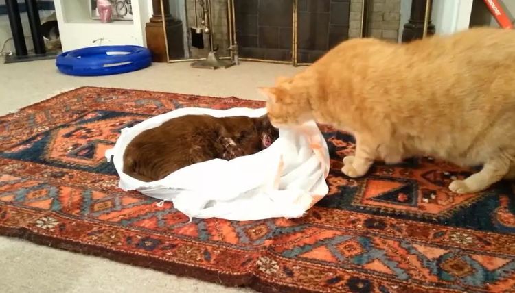 【太阳成集团tyc7111cc】苏醒全新嘻哈跨界原创歌曲《侗听》 首次挑战民族与流行完美融合(图3) 太阳成集团tyc7111cc