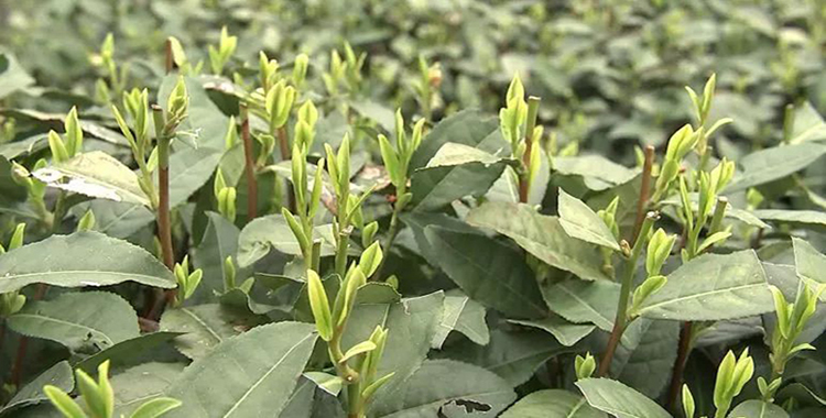 太阳成集团tyc7111cc