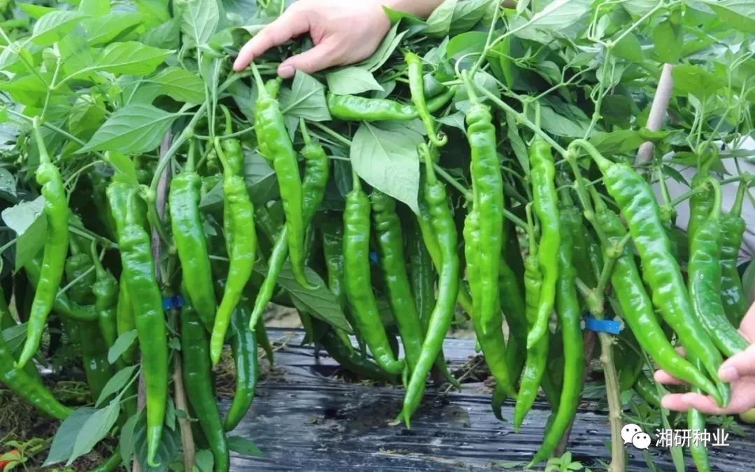 太阳成集团tyc7111cc-穆里尼奥目前很嚣张!用实力征服所以球迷(图1) 太阳成集团tyc7111cc