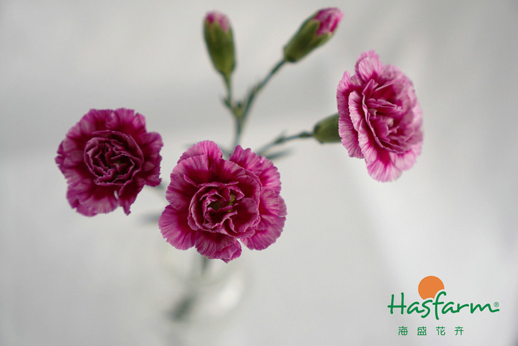 【太阳成集团tyc7111cc】曝阿森纳死神明夏加盟尤文!意甲第2高薪即将诞生(图2) 太阳成集团tyc7111cc