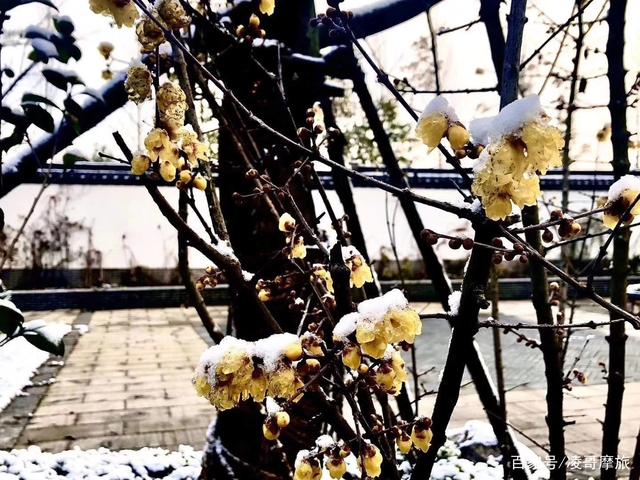 太阳成集团tyc7111cc-韩红后台感恩有朋友相伴 《回到拉萨》现场飙高音险晕倒(图1) 太阳成集团tyc7111cc